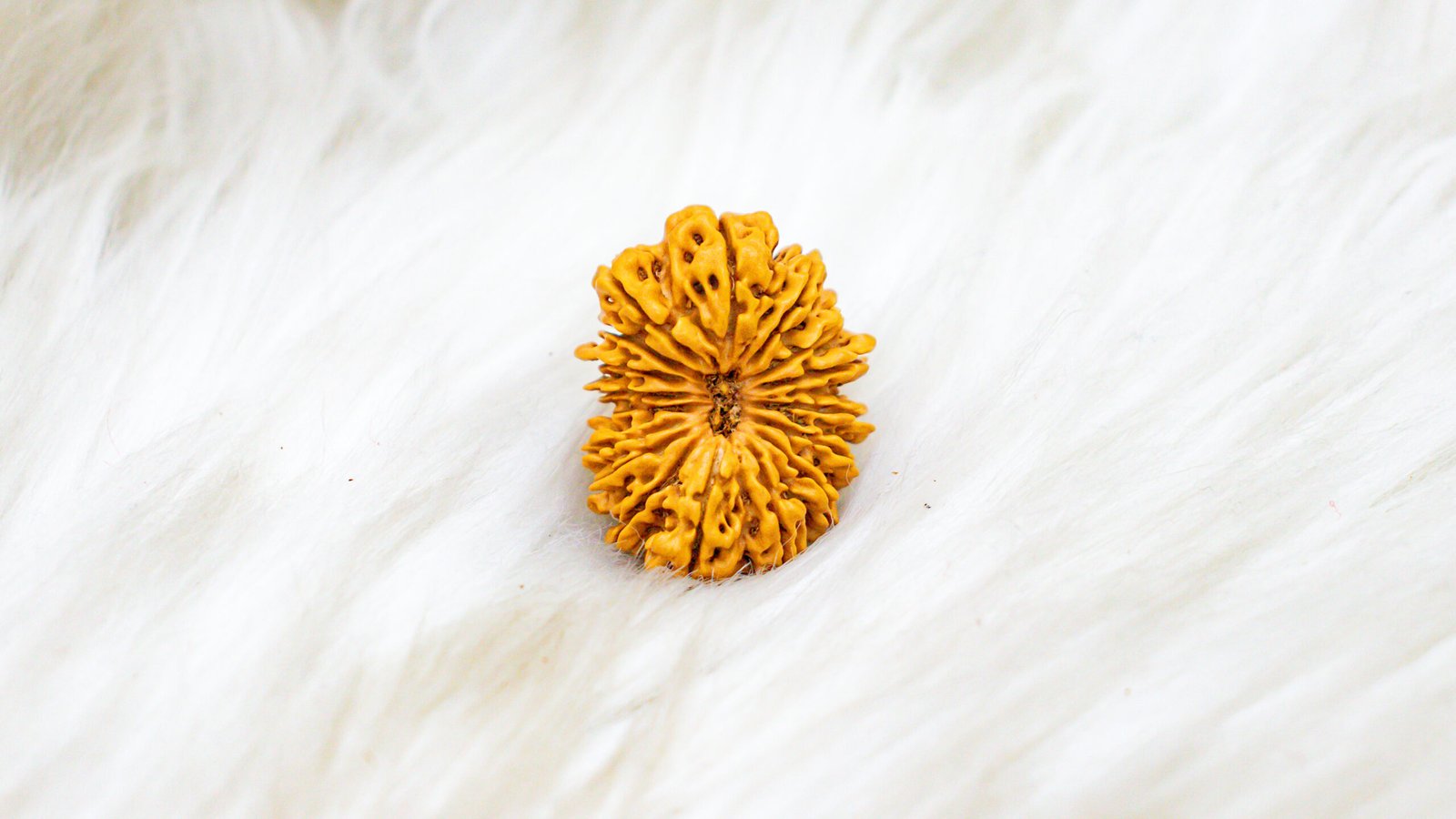 17 Mukhi Rudraksha - Image 3
