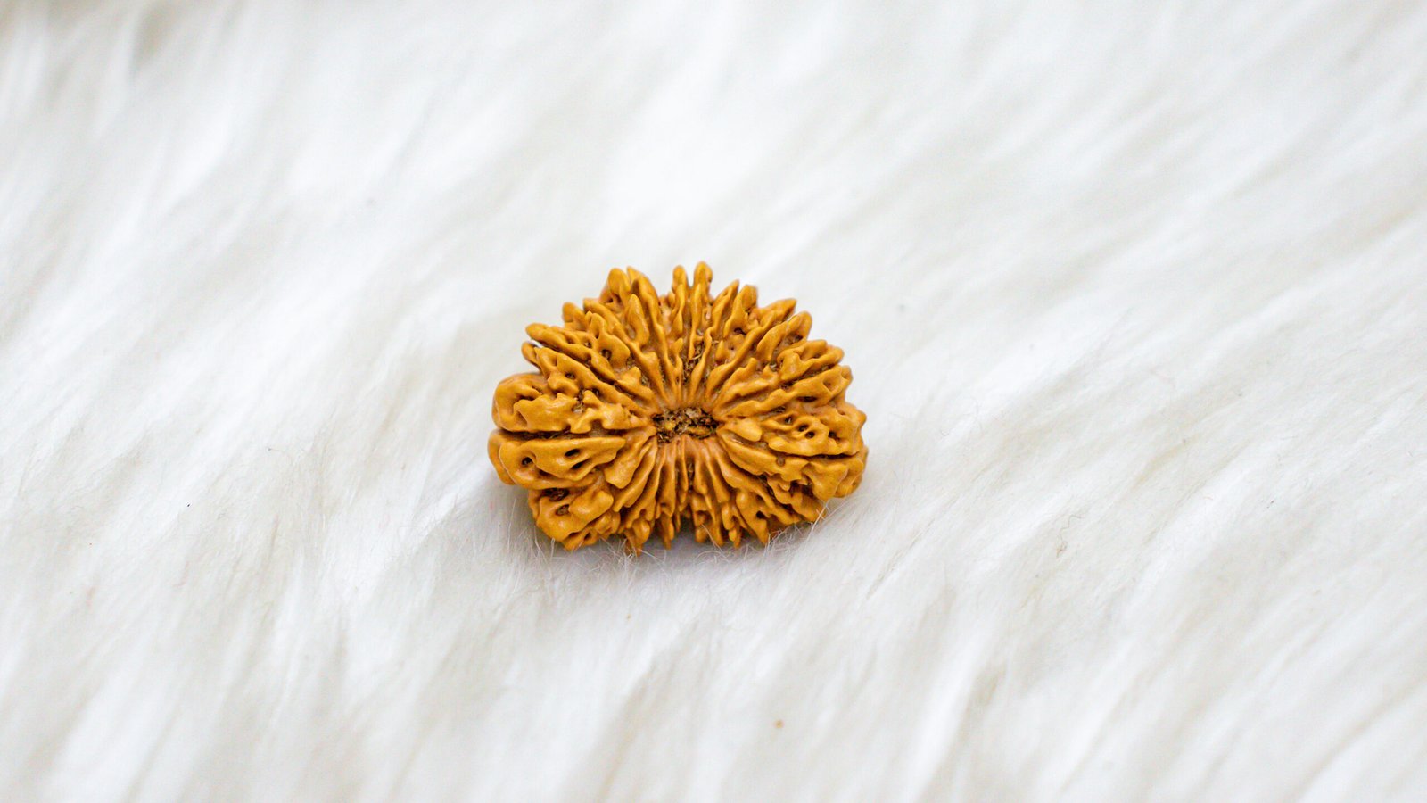 17 Mukhi Rudraksha - Image 4