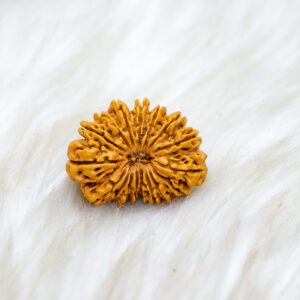 17 Mukhi Rudraksha
