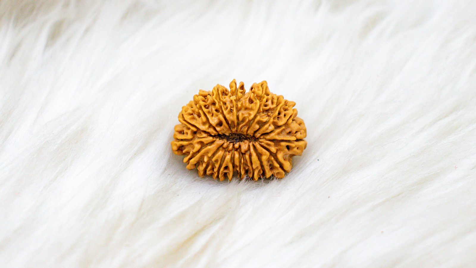 17 Mukhi Rudraksha - Image 2