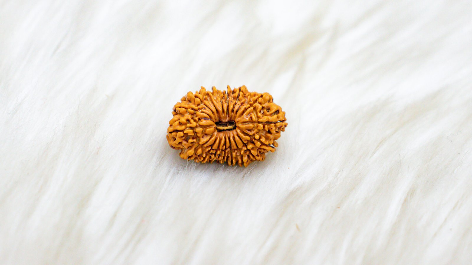 18 Mukhi Rudraksha - Image 2