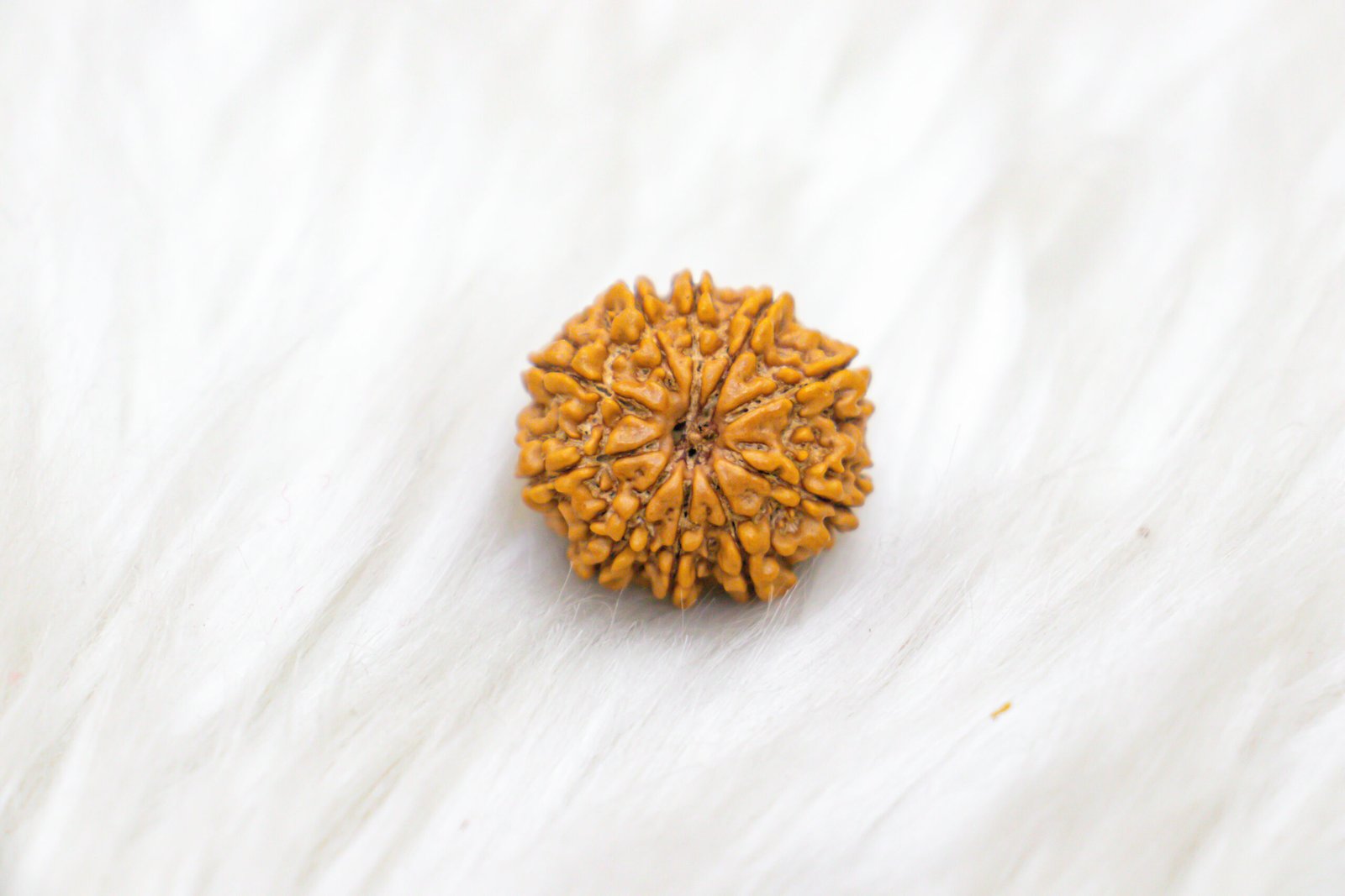 10 Mukhi Rudraksha - Image 2