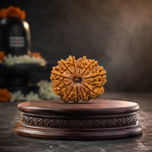 11 Mukhi Rudraksha