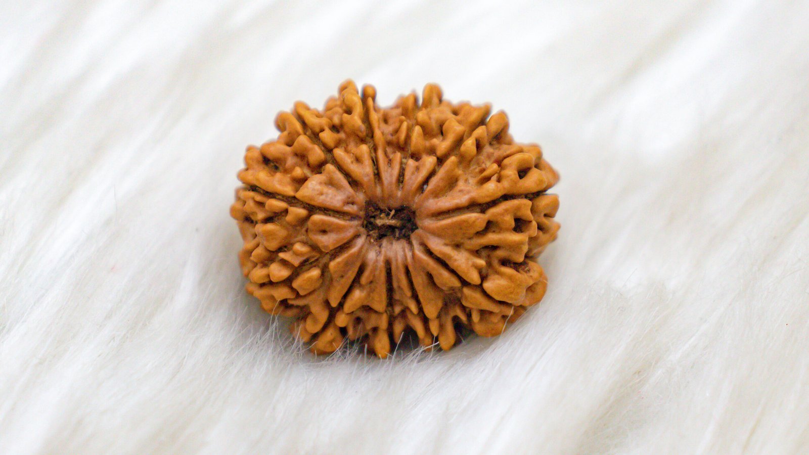 11 Mukhi Rudraksha - Image 2