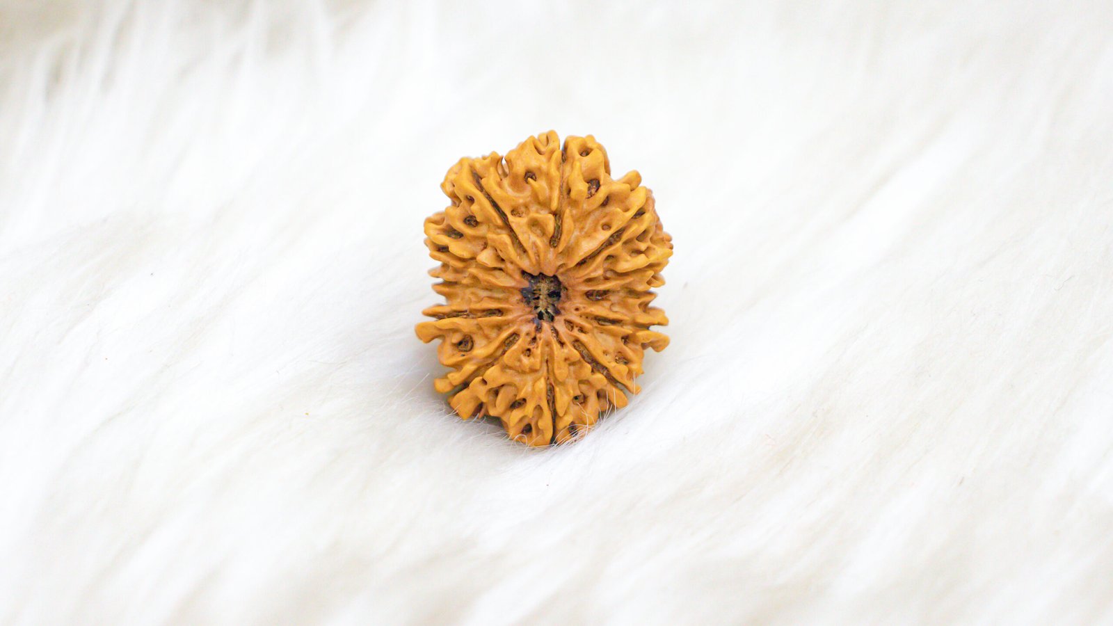 12 Mukhi Rudraksha - Image 2