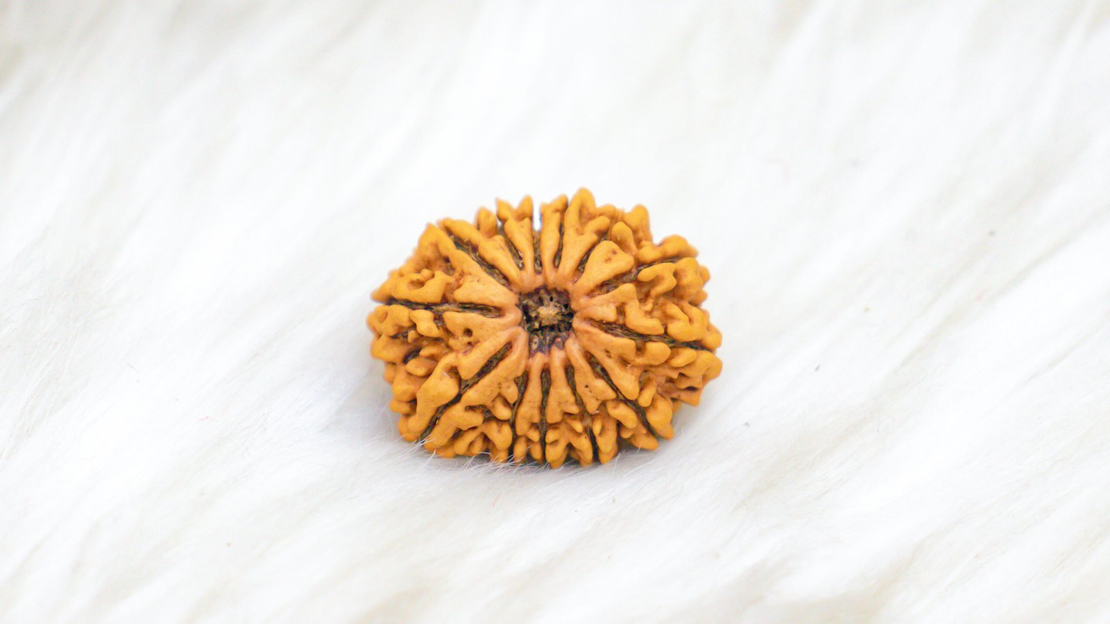 13 Mukhi Rudraksha - Image 2