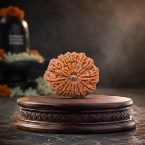 14 Mukhi Rudraksha