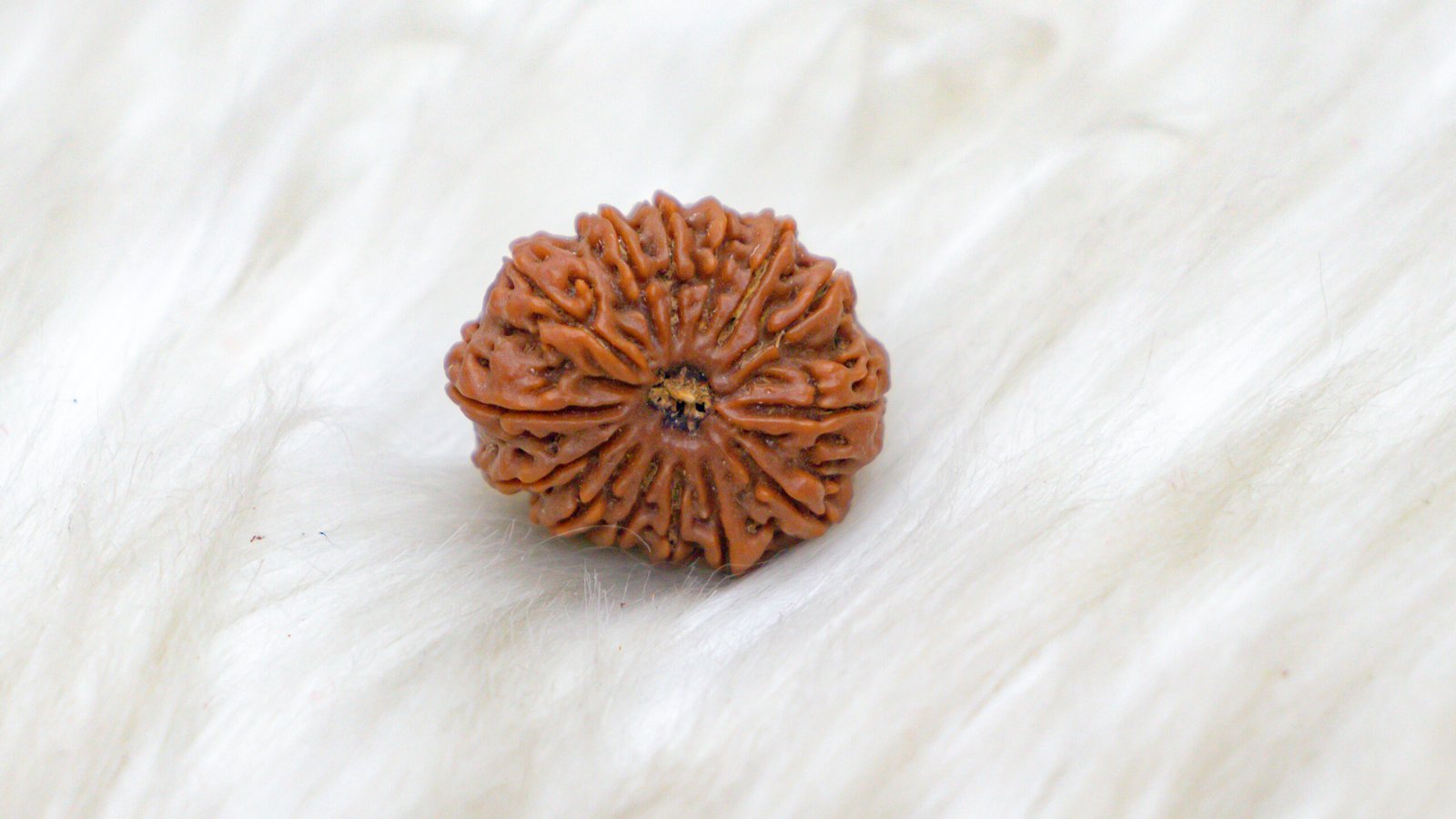 14 Mukhi Rudraksha - Image 2