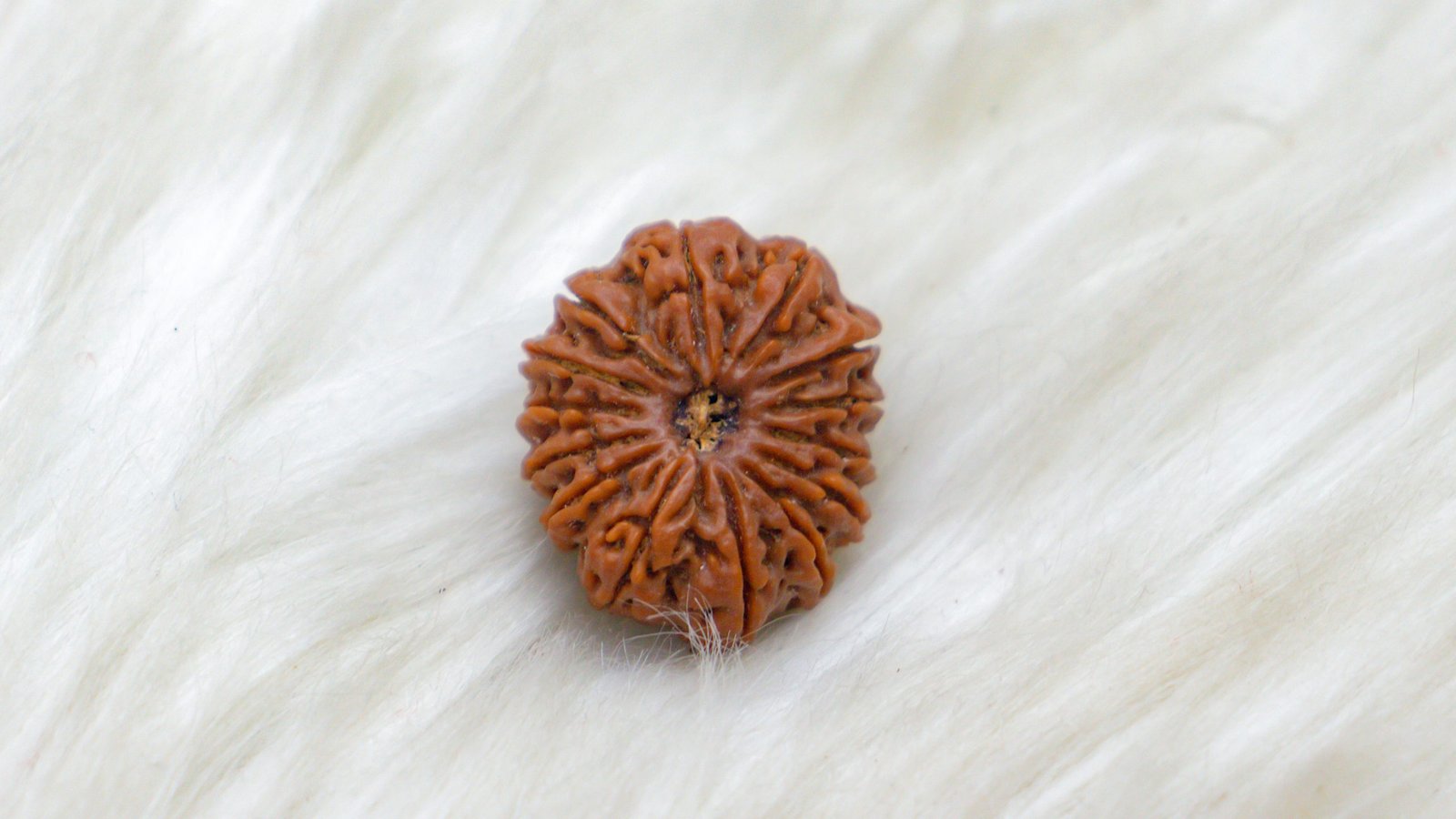 Rudraksha