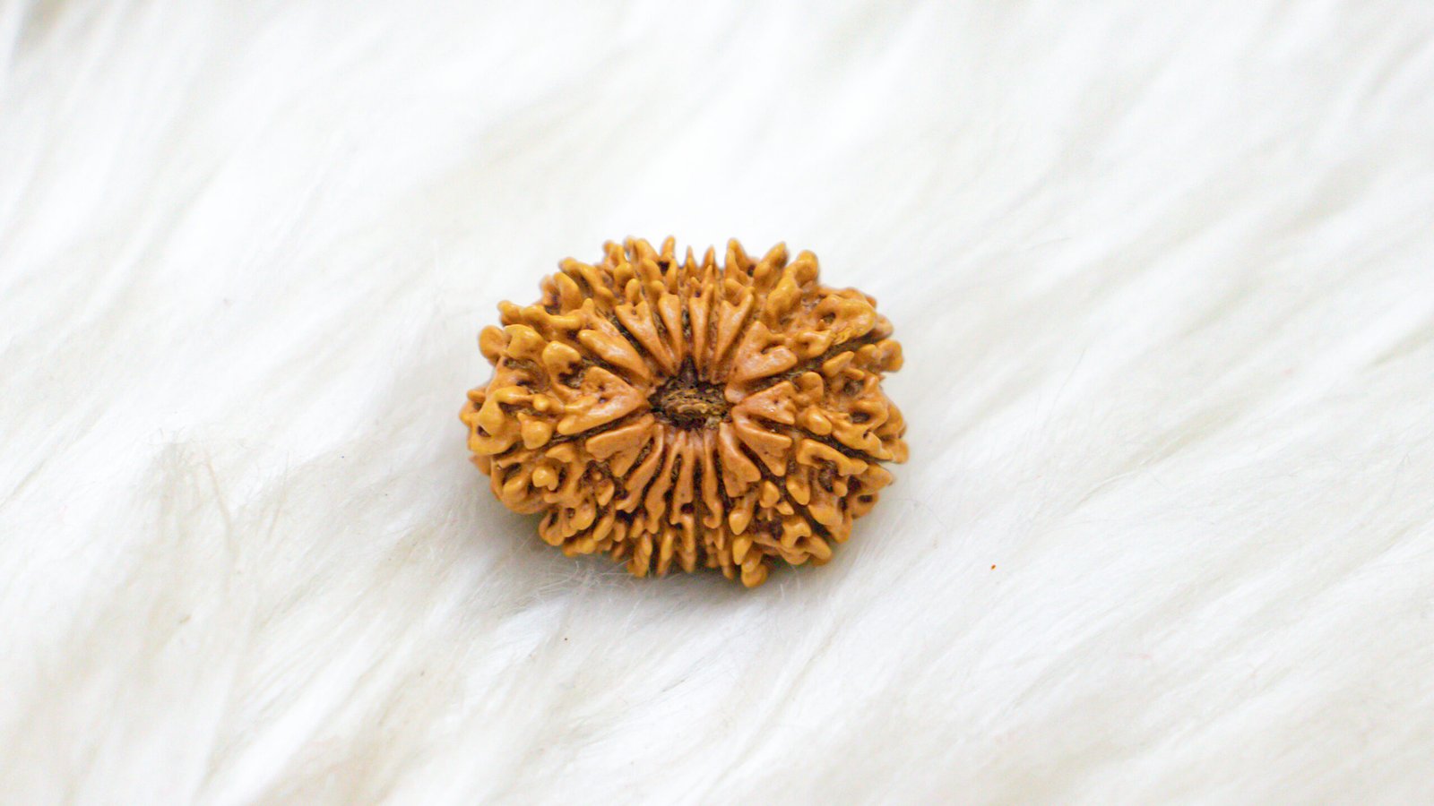 15 Mukhi Rudraksha - Image 2