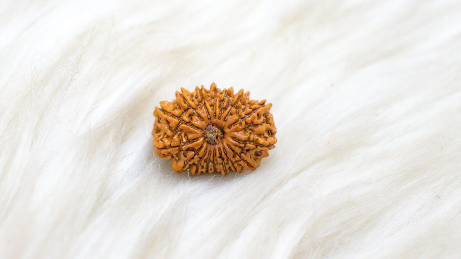 16 Mukhi Rudraksha - Image 2