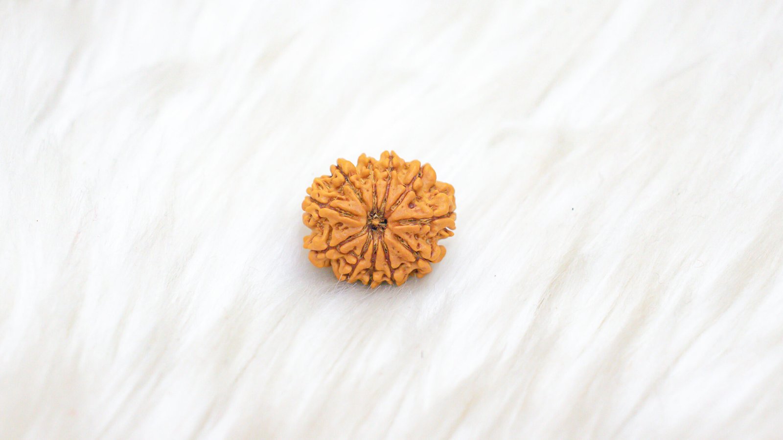 11 Mukhi Rudraksha - Image 4