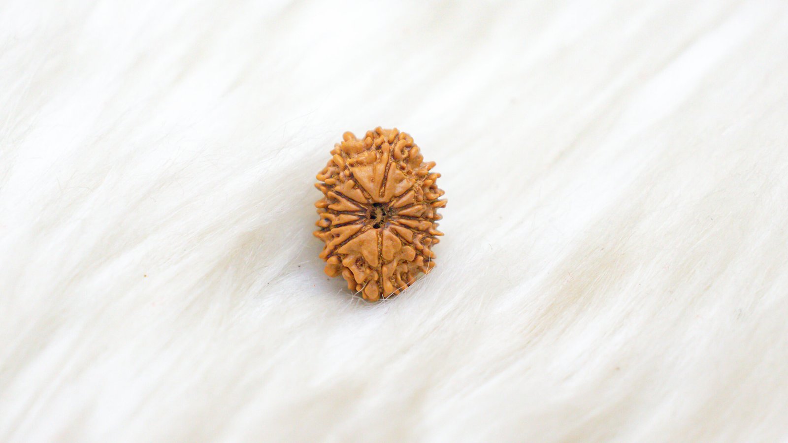 12 Mukhi Rudraksha - Image 5