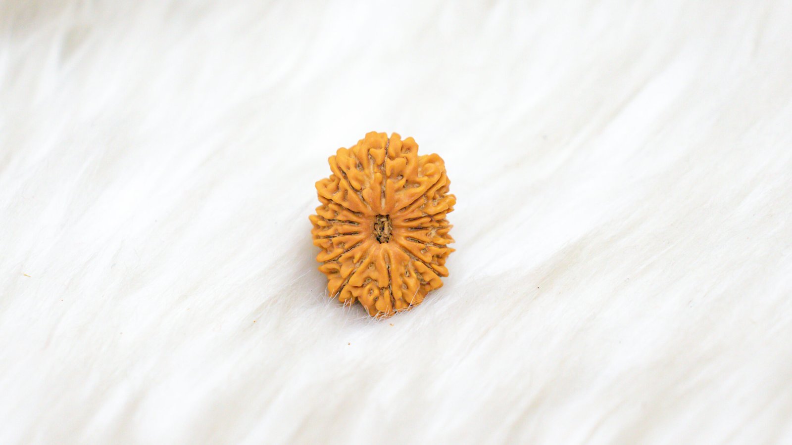 13 Mukhi Rudraksha - Image 4