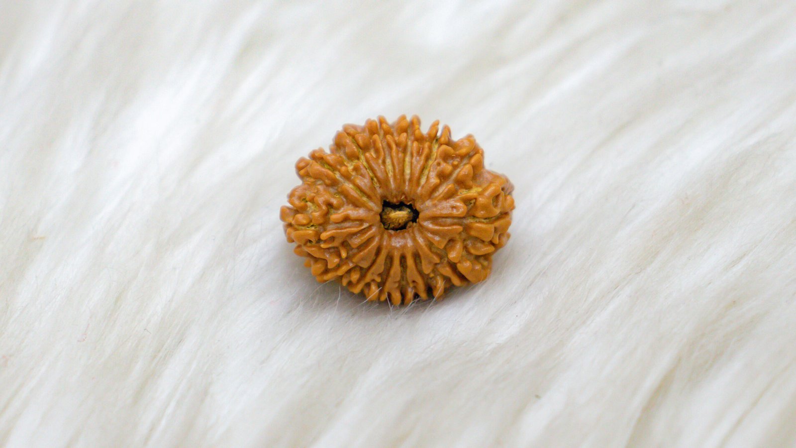 14 Mukhi Rudraksha - Image 4