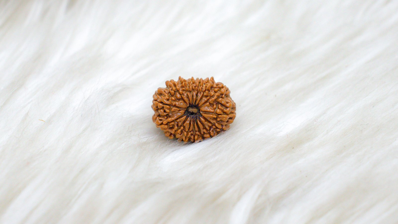 15 Mukhi Rudraksha - Image 4