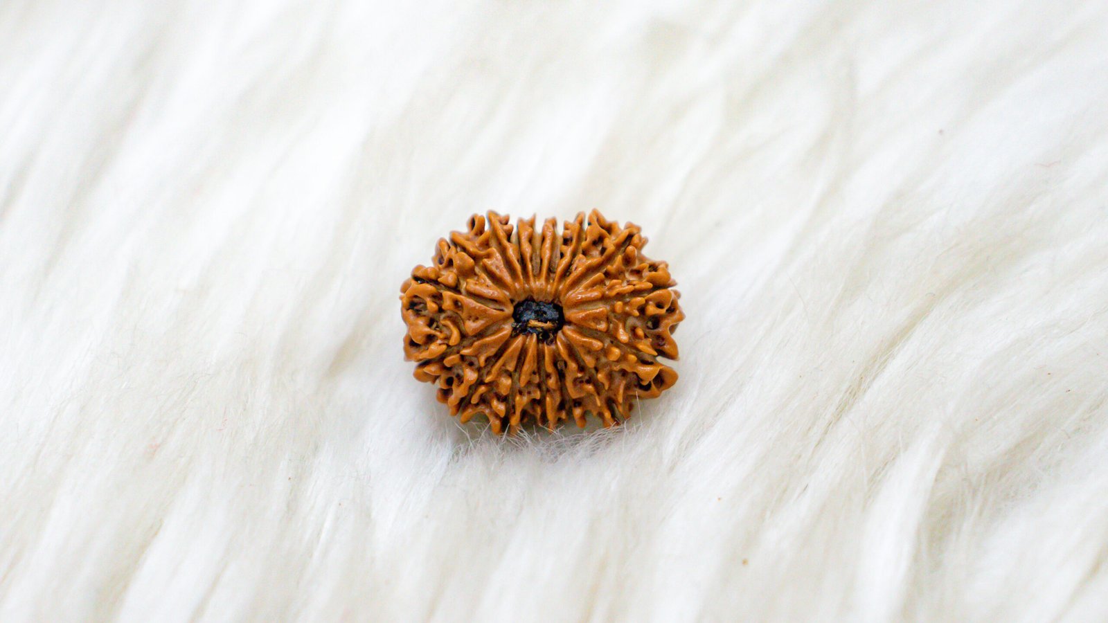 16 Mukhi Rudraksha - Image 6