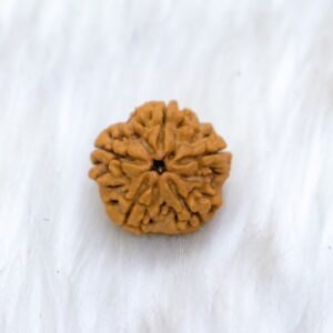 5 Mukhi
