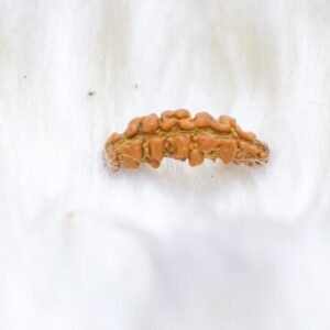 1 Mukhi (Moon Shaped)