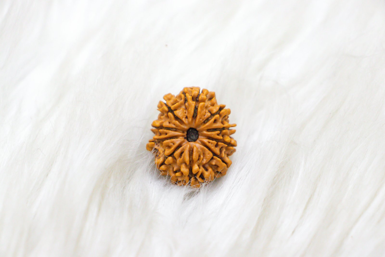 10 Mukhi Rudraksha - Image 6
