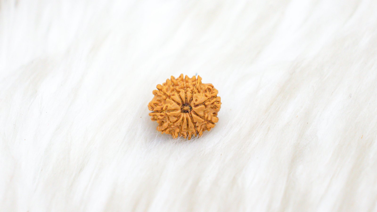 11 Mukhi Rudraksha - Image 6