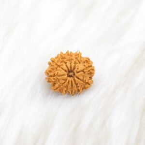 11 Mukhi