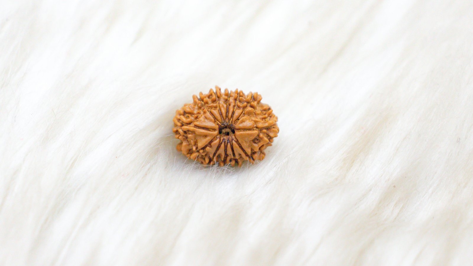 12 Mukhi Rudraksha - Image 7