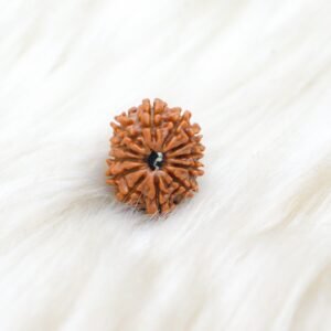 12 Mukhi