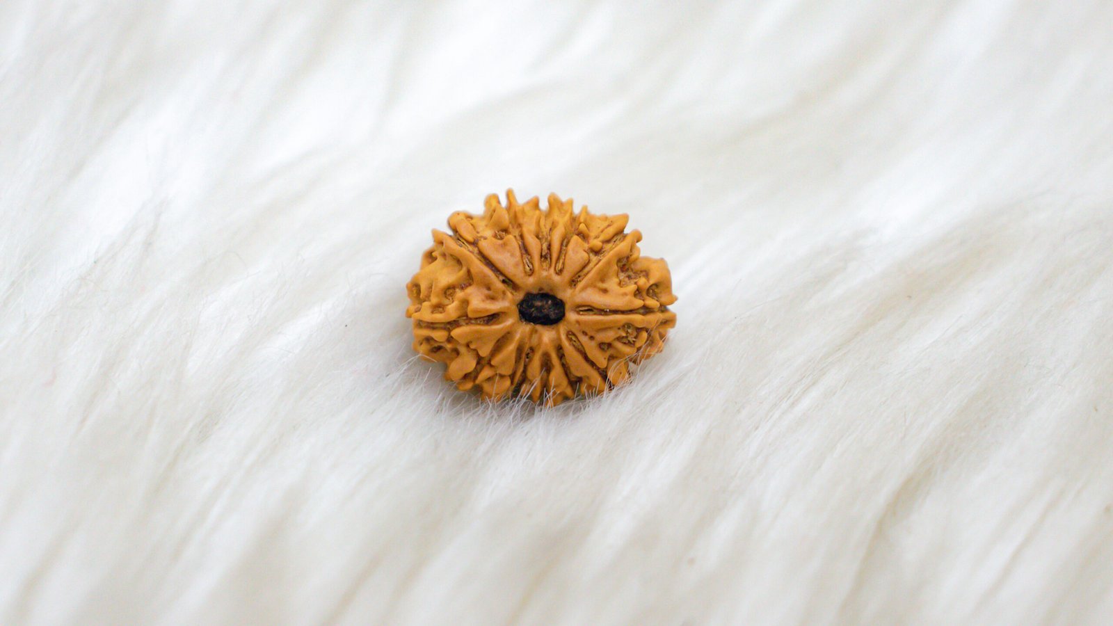 13 Mukhi Rudraksha - Image 6