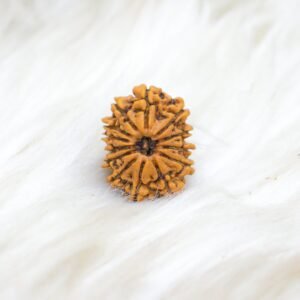 13 Mukhi
