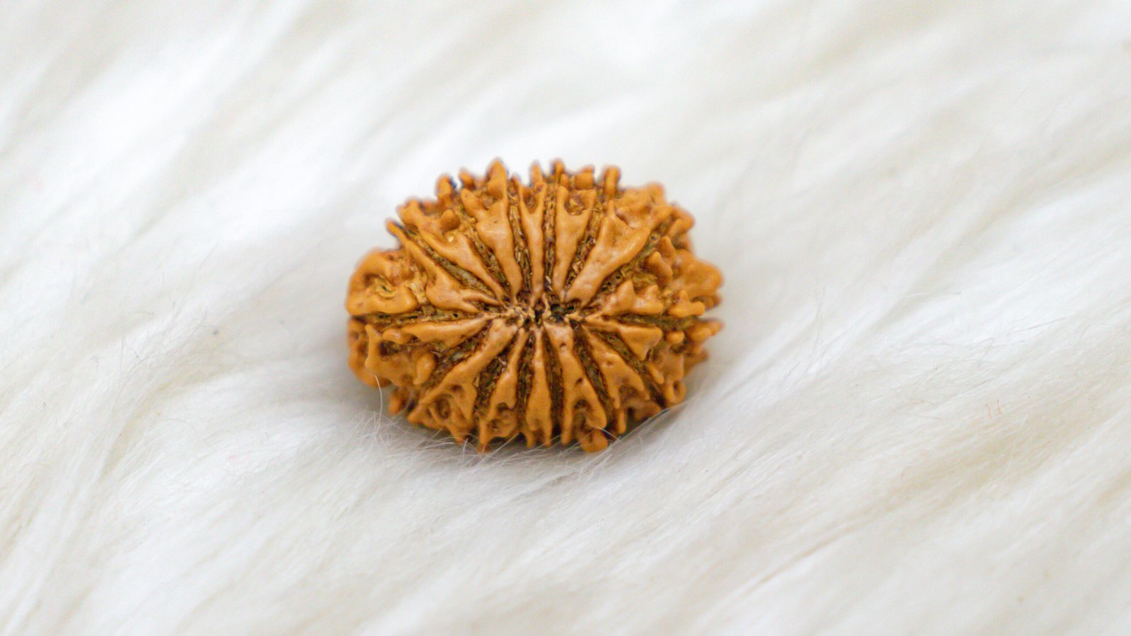 14 Mukhi Rudraksha - Image 6