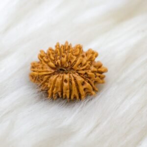 14 Mukhi