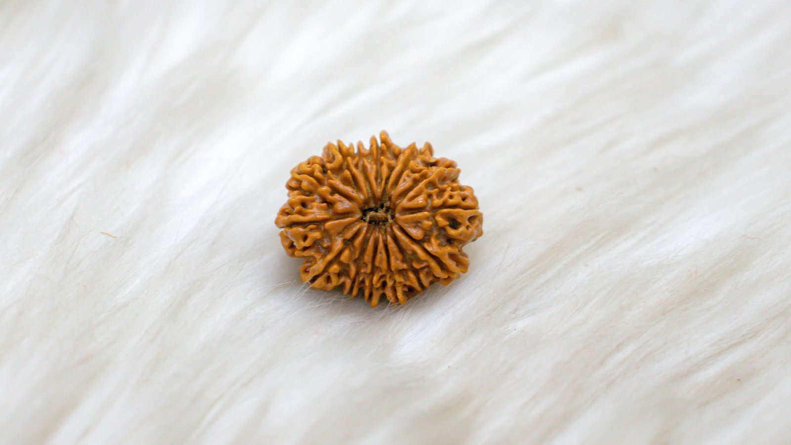 15 Mukhi Rudraksha - Image 6