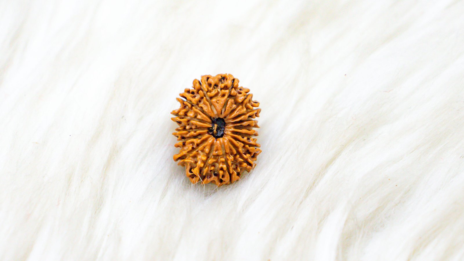 16 Mukhi Rudraksha - Image 4