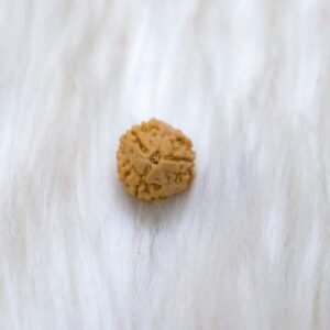 3 Mukhi