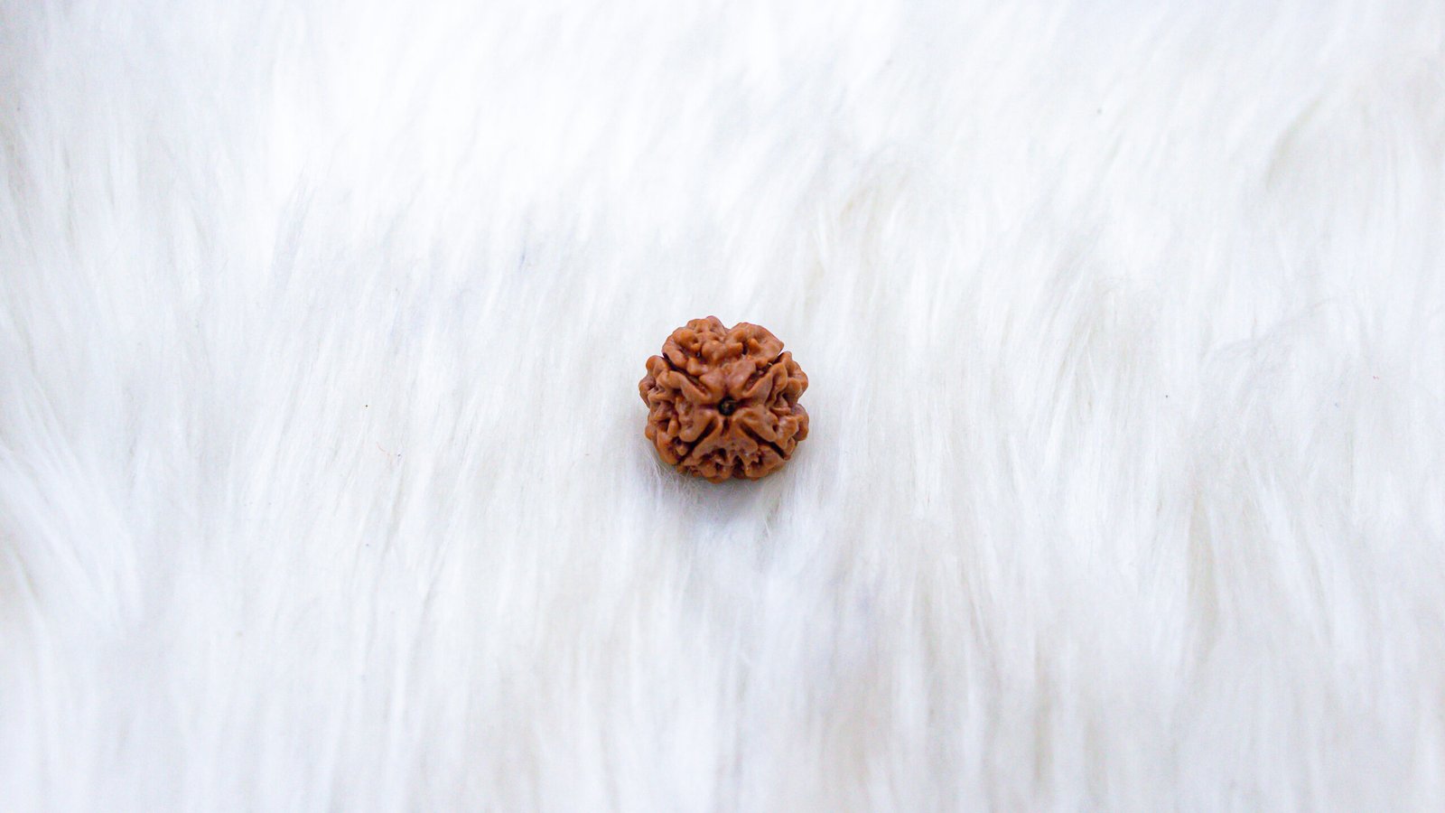 4 Mukhi Rudraksha - Image 4