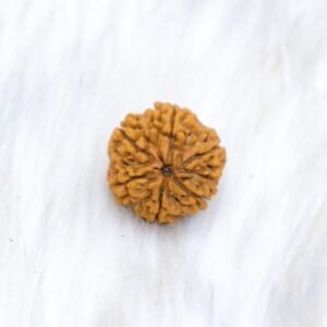 6 Mukhi