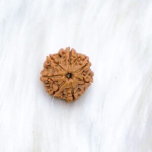 7 Mukhi