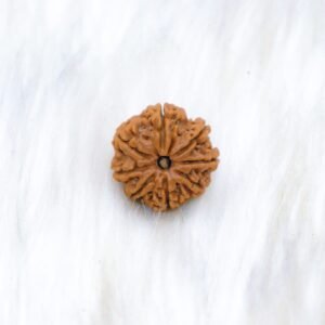 8 Mukhi
