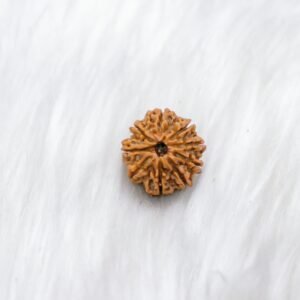 9 Mukhi