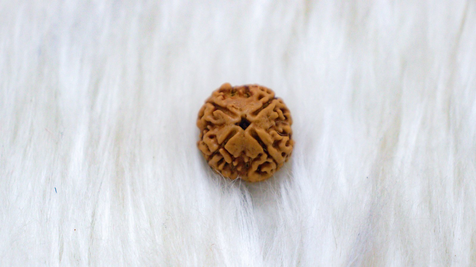 4 Mukhi Rudraksha - Image 5